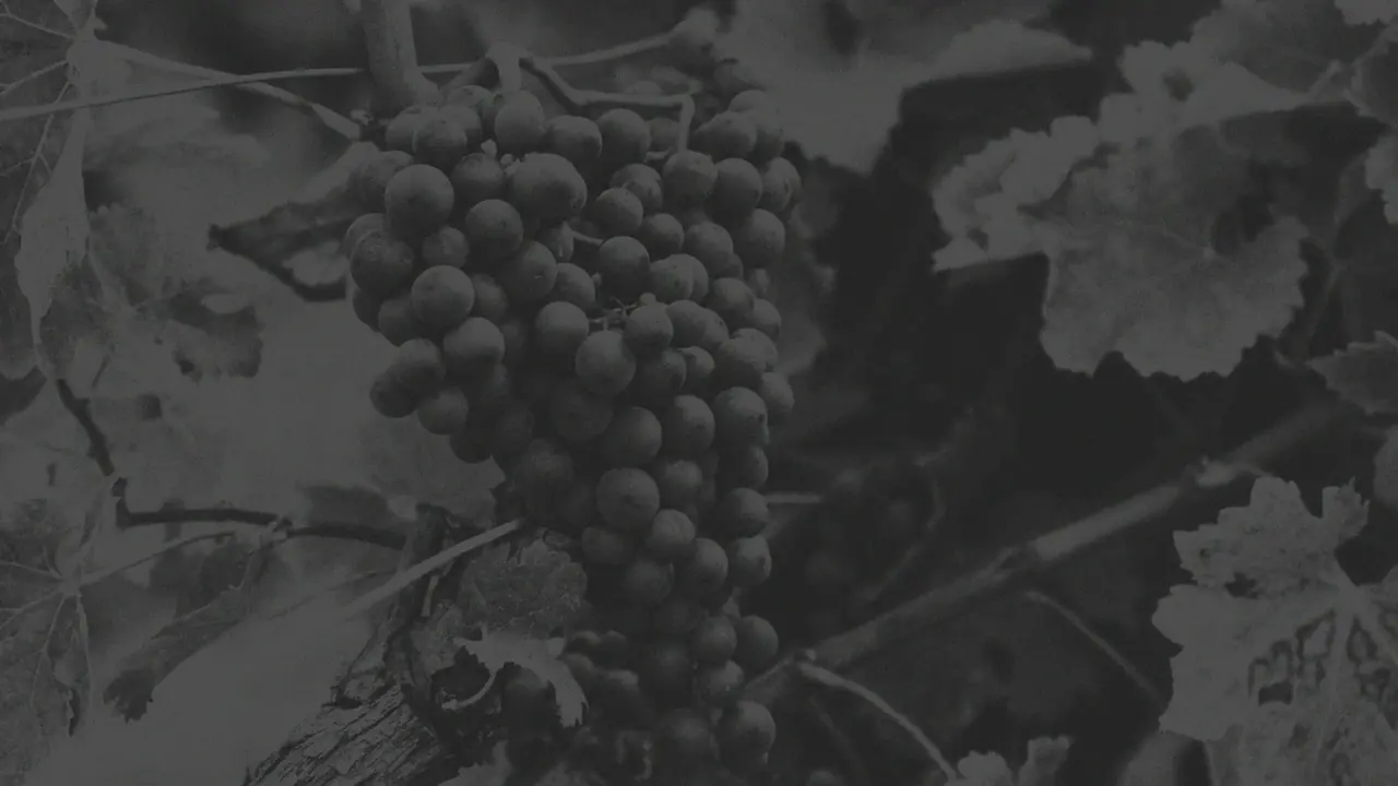 Vignoble du Domaine de Sounsides à Labastide-en-Val